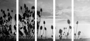 5-dielny obraz steblá trávy na poli v čiernobielom prevedení