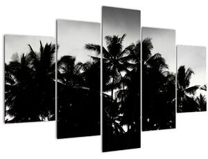 Obraz čiernobiely - palmy (150x105 cm)
