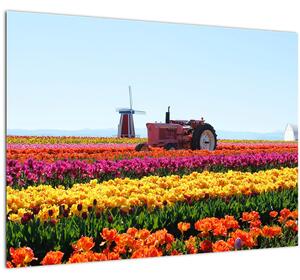 Obraz tulipánové farmy (70x50 cm)