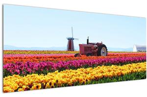 Obraz tulipánové farmy (120x50 cm)