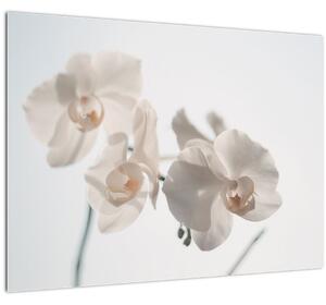 Obraz bielej orchidey (70x50 cm)