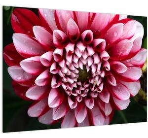 Obraz ružovej Dahlie (70x50 cm)