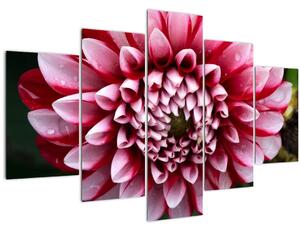 Obraz ružovej Dahlie (150x105 cm)