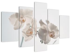 Obraz bielej orchidey (150x105 cm)