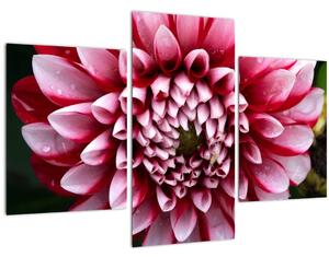 Obraz ružovej Dahlie (90x60 cm)