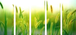 5-dielny obraz steblá trávy v zelenom prevedení