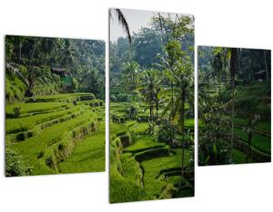 Obraz ryžových terás Tegalalang, Bali (90x60 cm)