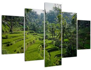 Obraz ryžových terás Tegalalang, Bali (150x105 cm)
