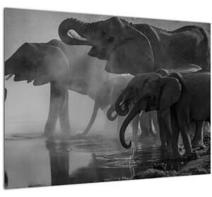 Obraz slonov - čiernobiely (70x50 cm)