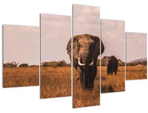 Obraz - Príchod slona (150x105 cm)