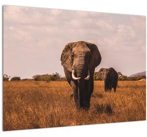 Obraz - Príchod slona (70x50 cm)