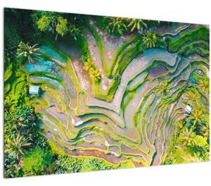 Obraz ryžových polí z vtáčej perspektívy (90x60 cm)