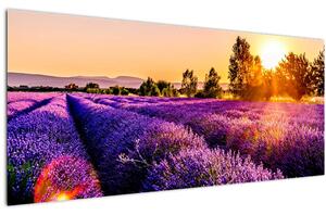 Obraz levanduľového pole, Provence (120x50 cm)