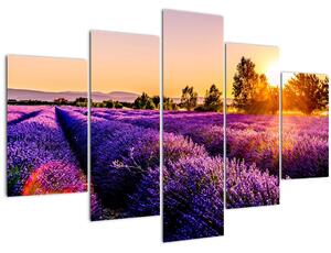 Obraz levanduľového pole, Provence (150x105 cm)