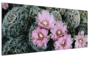 Obraz kvet kaktusu (120x50 cm)