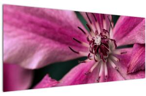 Obraz ružového kvetu plamienku (120x50 cm)