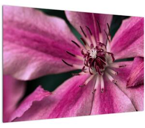 Obraz ružového kvetu plamienku (90x60 cm)