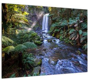 Obraz australského dažďového lesa (70x50 cm)
