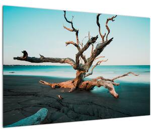 Obraz - Vyplavenie na pláži (90x60 cm)