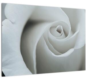 Obraz - Biela ruža (70x50 cm)