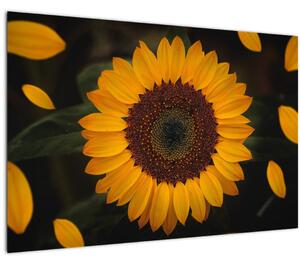 Obraz - Slnečnice a lístky kvetov (90x60 cm)