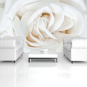 Fototapeta - Biela ruža (254x184 cm)