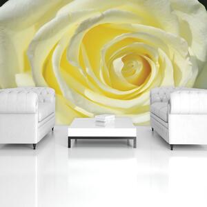 Fototapeta - Žltkastá ruža (152,5x104 cm)