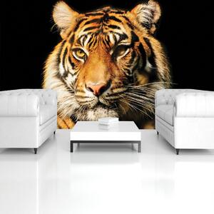 Fototapeta - Majestátny tiger (152,5x104 cm)