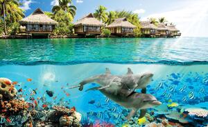 Fototapeta - Delfíny na Havaji (254x184 cm)