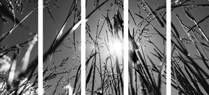 5-dielny obraz poľná tráva v čiernobielom prevedení