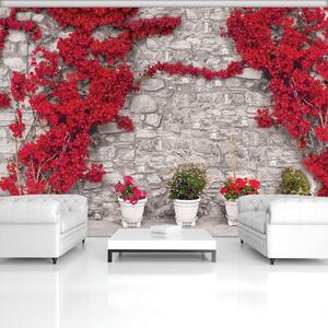 Fototapeta - Popínavé rastliny na kamennej stene (254x184 cm)