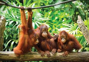 Fototapeta - Orangutan v džungli (152,5x104 cm)