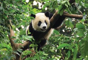 Fototapeta - Panda na strome (152,5x104 cm)