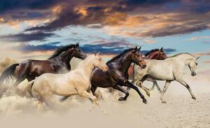 Fototapeta - Cval Mustangov (254x184 cm)