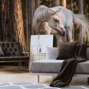 Fototapeta - Biely kôň v lese (152,5x104 cm)