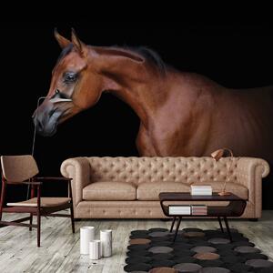 Fototapeta - Hnedý kôň na čiernom pozadí (152,5x104 cm)