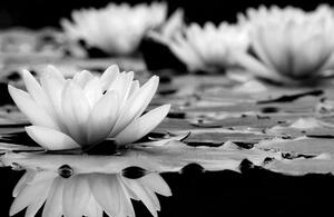Obraz lotosový kvet v čiernobielom prevedení