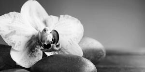 Obraz orchidea a kamene v čiernobielom prevedení