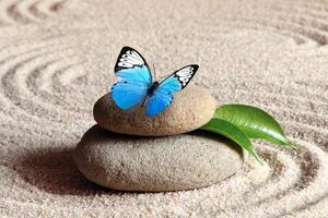 Obraz modrý motýľ v Zen záhrade