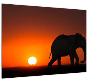 Obraz slona pri západe slnka (70x50 cm)