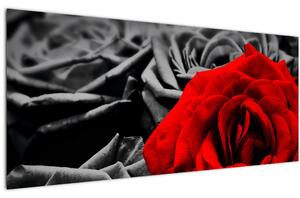Obraz - Kvety ruží (120x50 cm)