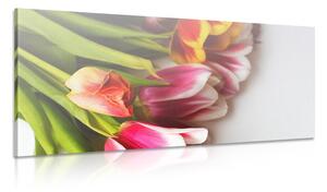 Obraz kytica farebných tulipánov