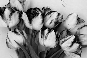Obraz jarné tulipány v čiernobielom prevedení