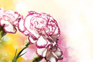Obraz nádherné kvety karafiátu