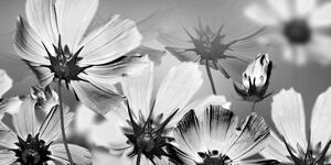 Obraz záhradné kvety v čiernobielom prevedení