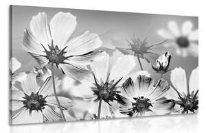 Obraz letné kvety v čiernobielom prevedení