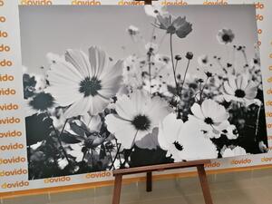 Obraz letné kvety v čiernobielom prevedení
