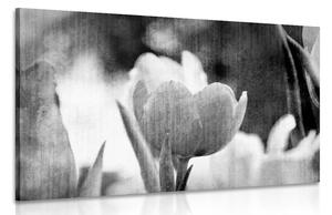 Obraz lúka tulipánov v retro štýle v čiernobielom prevedení