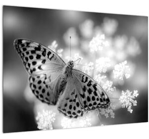 Obraz - Detail motýľa opeľujúceho kvet (70x50 cm)