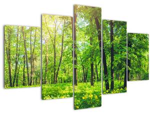 Obraz - Jarný listnatý les (150x105 cm)